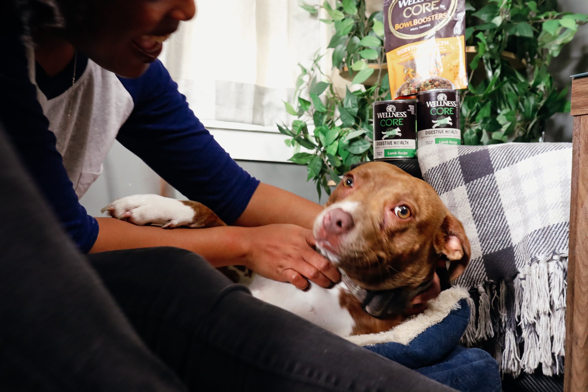 Best Dog Food For Digestive Health Being