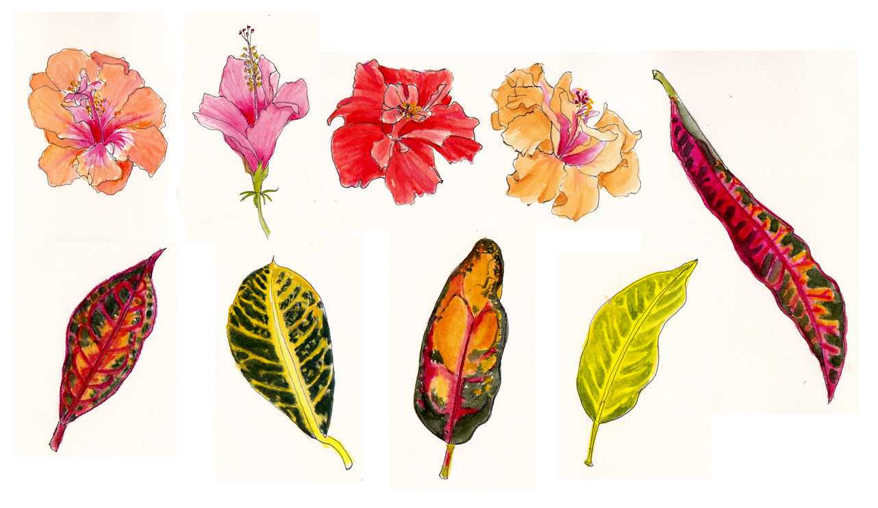 Botanical Art - Holiday Sketching: Botanical Sketching