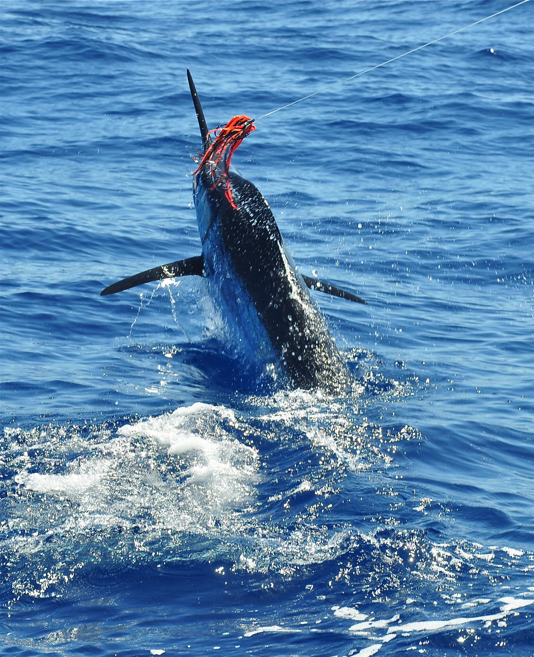 Stockholm Specimen Hunter's Group: Marlin fishing; Puerto Rico, Gran
