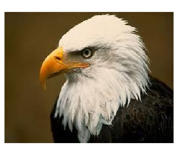 Bentuk paruh burung elang