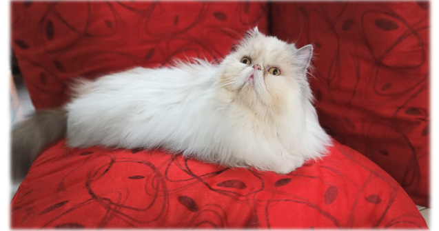 Jual Adopsi Kucing Surabaya Sidoarjo Malang Jakarta Joga