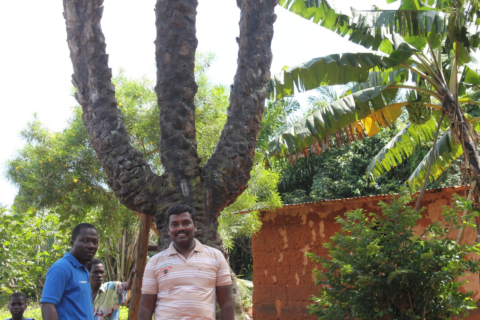 Nigerian Culture Boti Water Falls, Umbrella Rock and Three Headed Palm