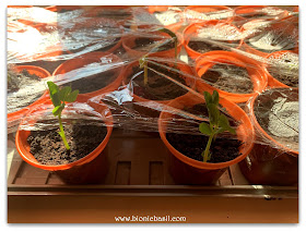 What's Sprouting at BBHQ ©BionicBasil® The Pet Parade 345