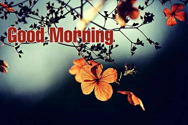 Good morning flowers download