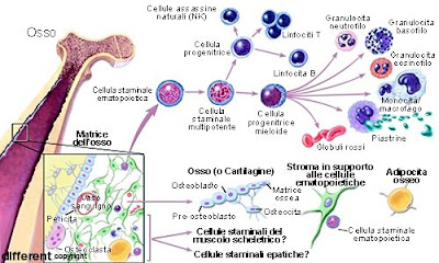 Epatite mediata da cellule T alterata nei topi 