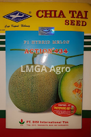 bibit melon terbaik,benih melon action 434,melon action 434,budidaya melon,benih melon,tanaman melon,lmga agro