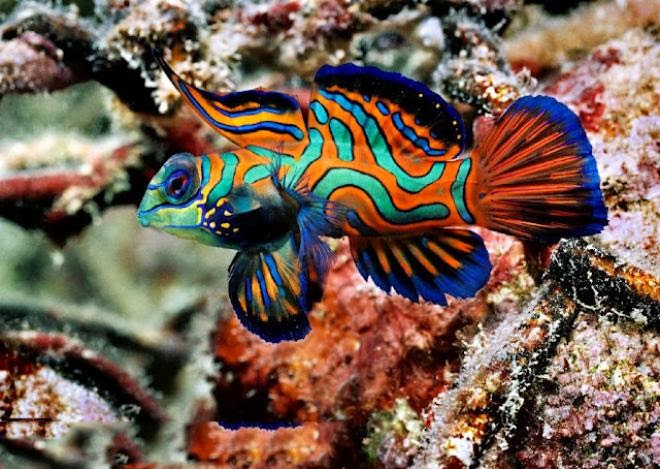 Ikan Paling Cantik dan Indah di Dunia | Katabah Komarudin Tasdik