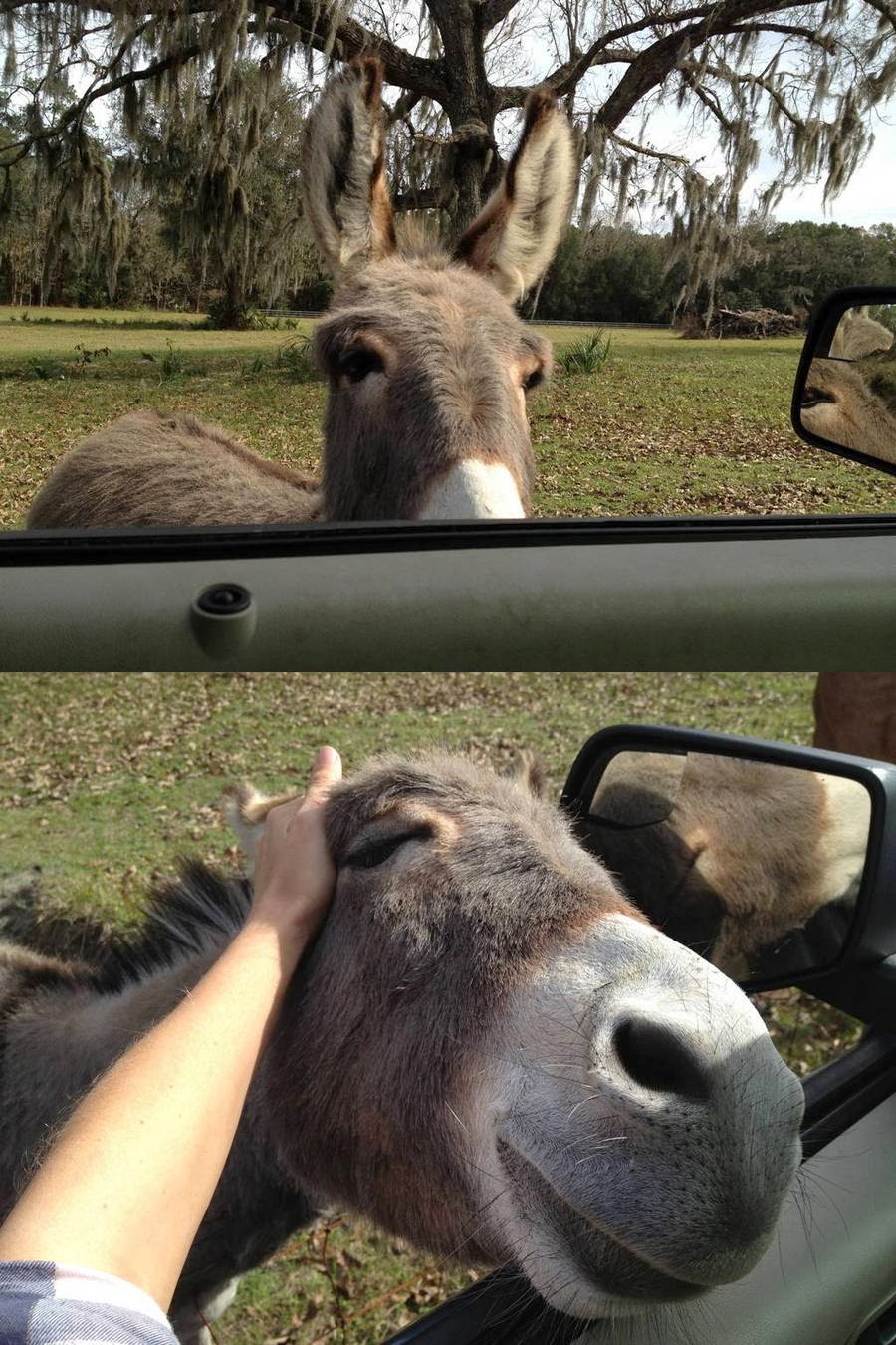 Funny animals of the week 24 January 2014 (40 pics Funny animals of the week 24 January 2014 (40 pics