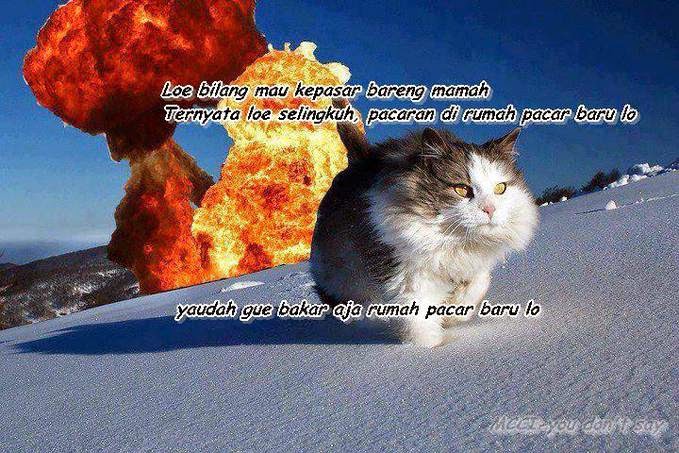 Kicau-angsa: Kumpulan Meme Kucing Paling Gokil dan Menggelikan