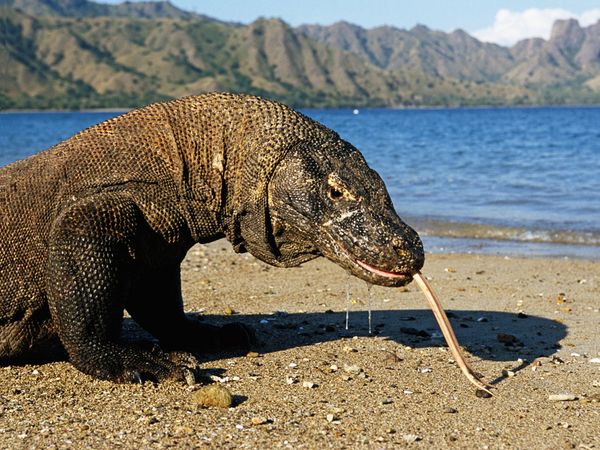 Male komodo dragon | Nature and Science