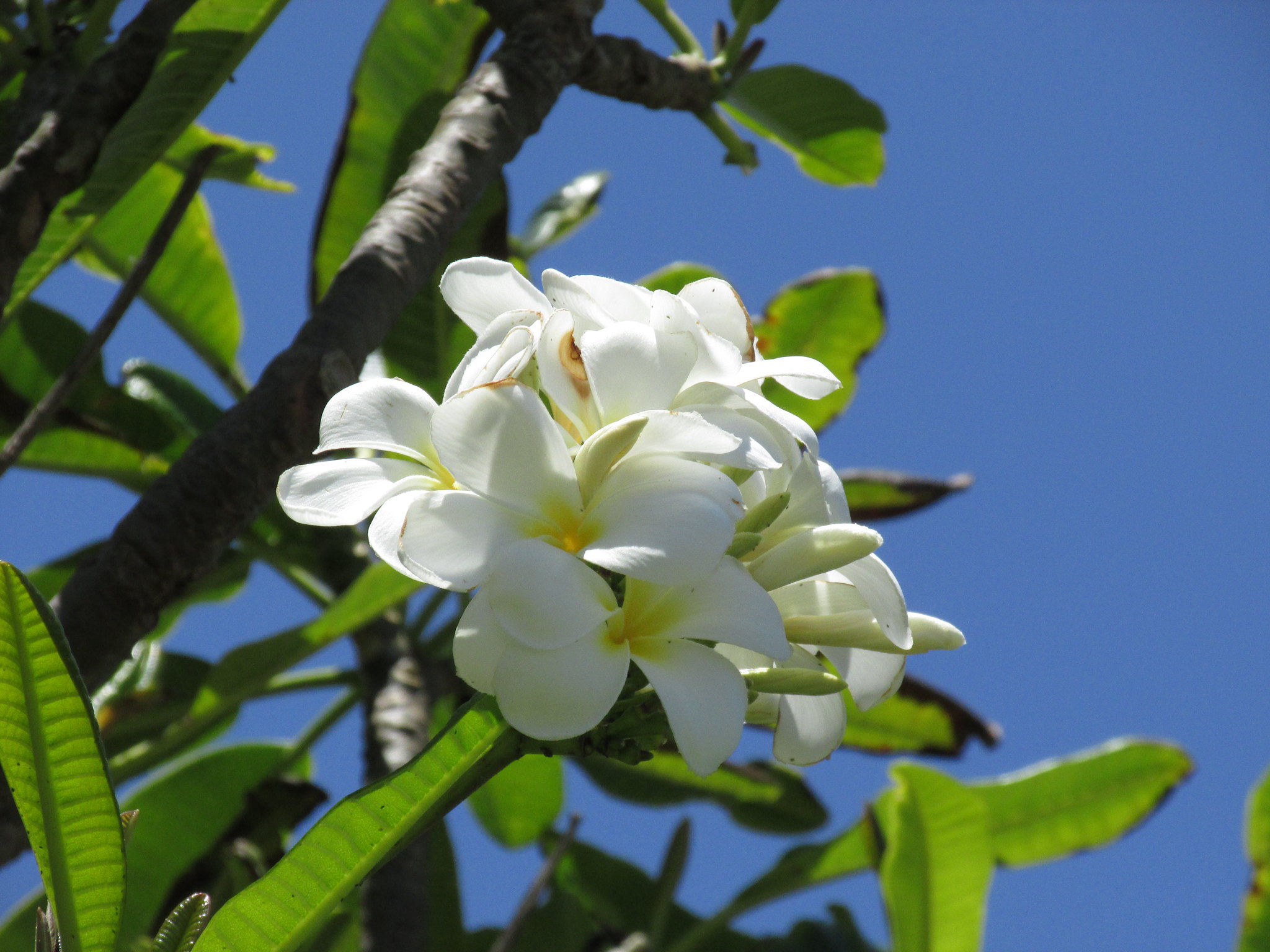 Plumeria obtusa Singapore graveyard flower grow and care Travaldo's