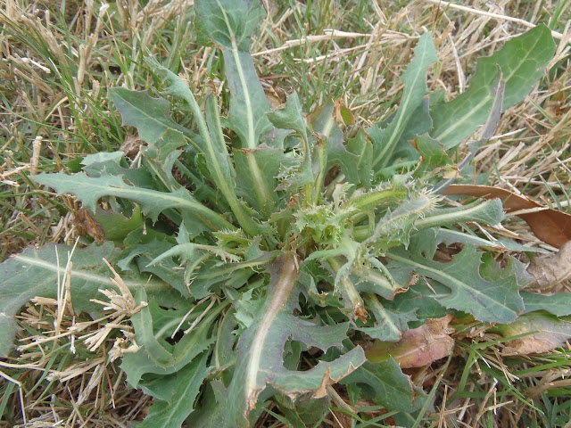 Might be prickly lettuce weed http://muttnut.blogspot.com/