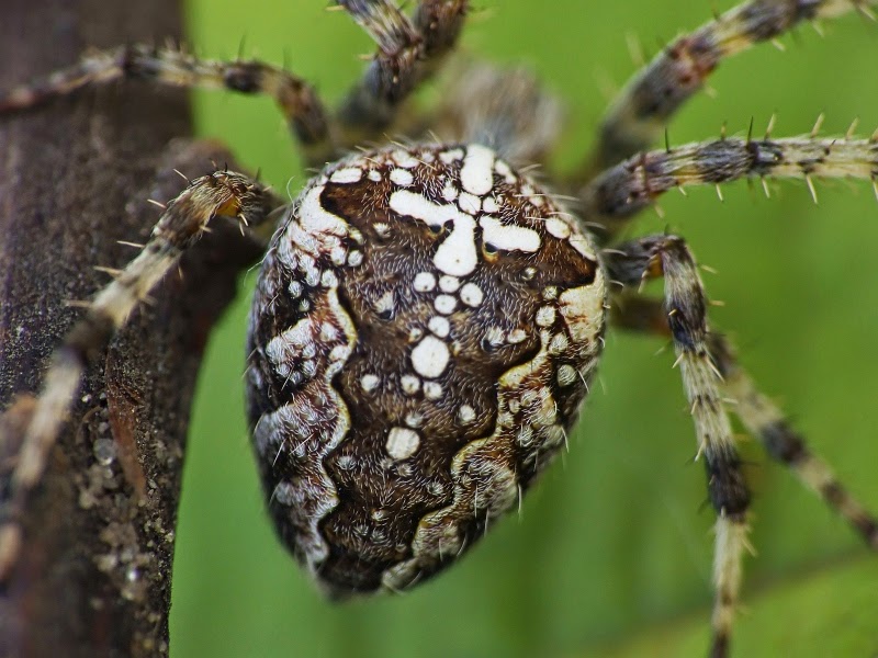 Turismo Abaurrea: Araña de Jardín