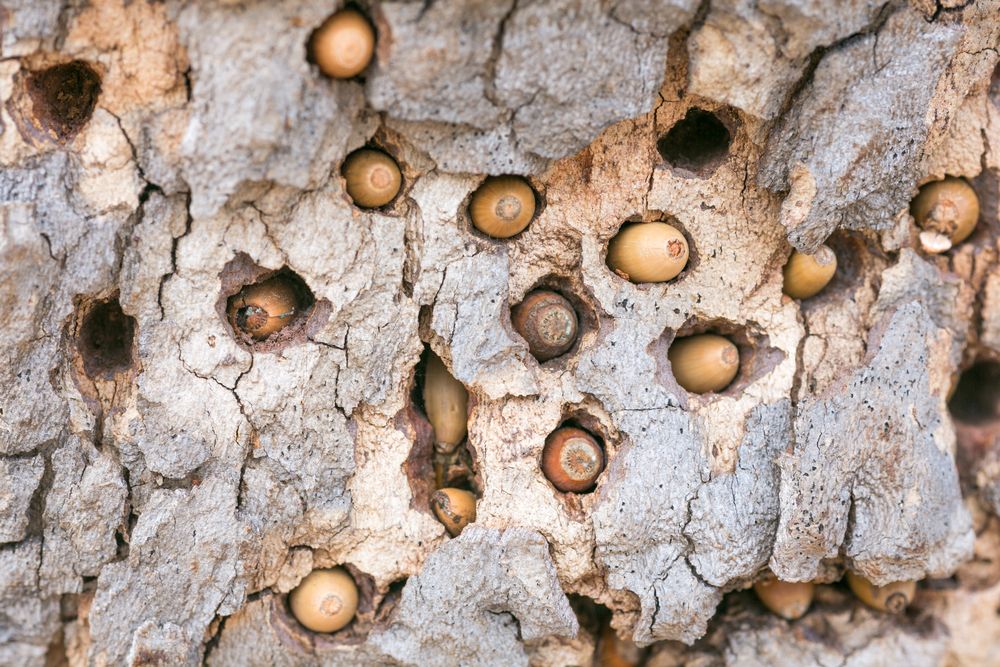 Acorn Woodpecker granaries