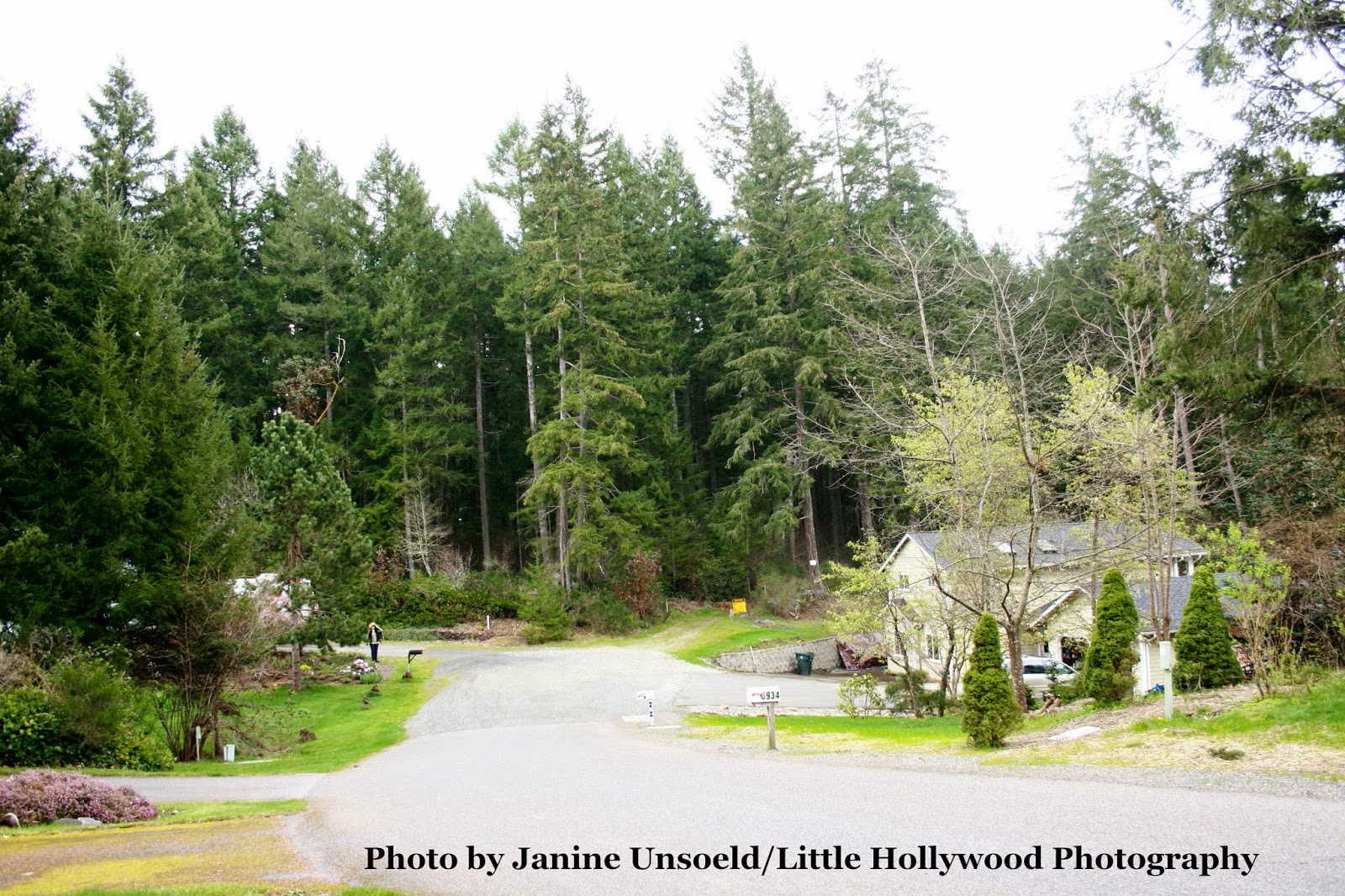 Little Hollywood Thurston County's Oregon White Oak Preserve Take A