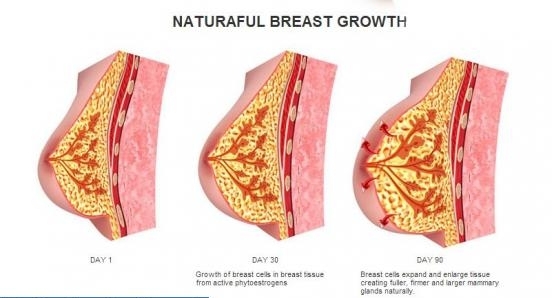 natrual breast enlargment Natrual breast enlargment