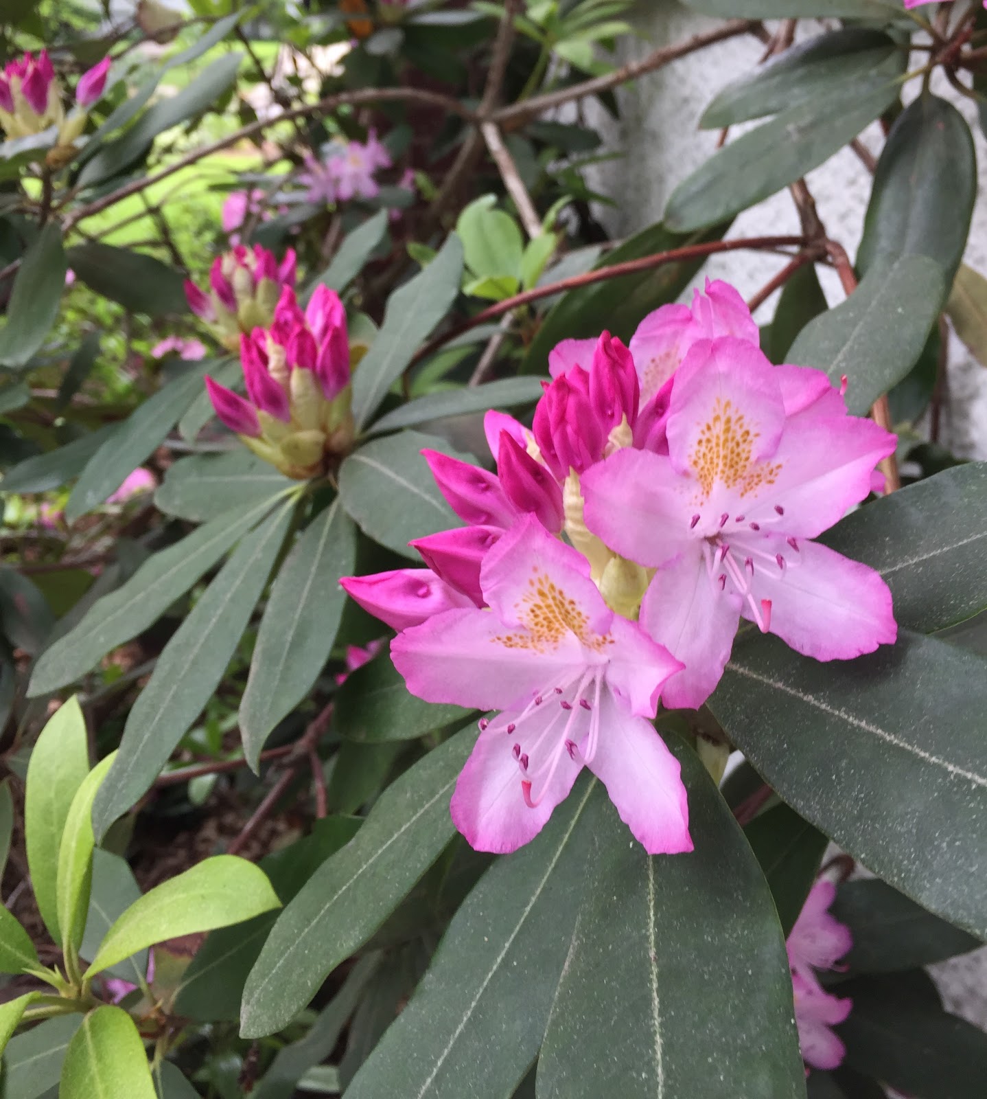 The Phytophactor: Big, old-fashioned rhododendron