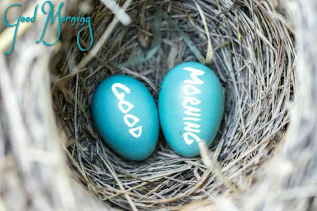 Good morning image of birds nests with eggs