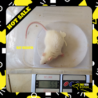 tikus putih rat medium bekasi