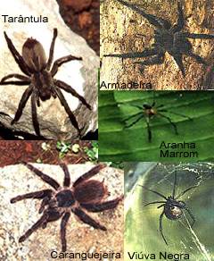 aranhas spiders