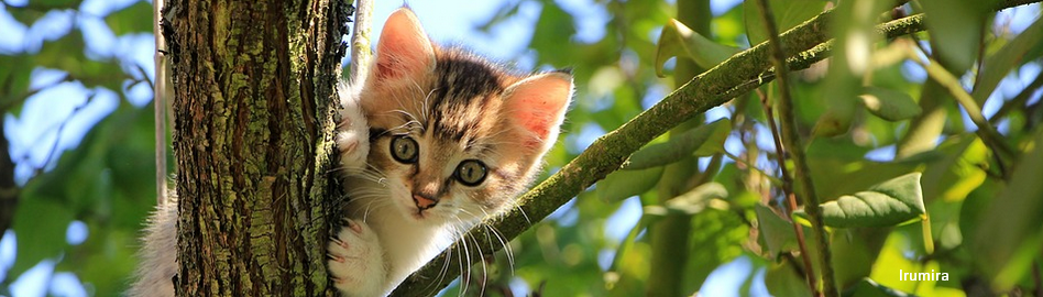 50 Inspirasi Nama Kucing Terbaik - Irumira