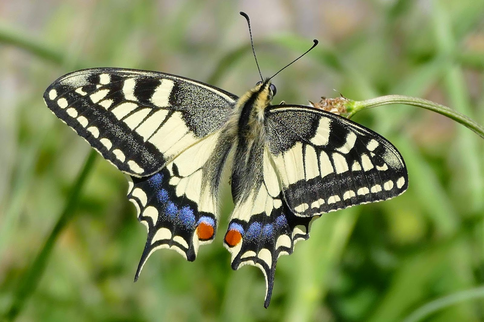 Francisco Javier Torres Goberna Macaón (Papilio machaon)