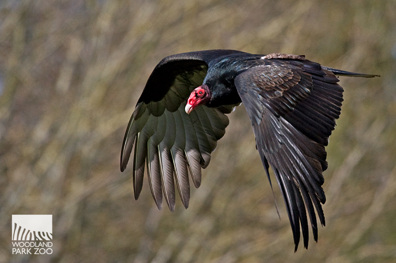 Turkey vultures get their day