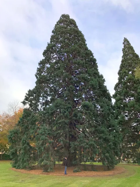 St Davids Park Tasmania trees