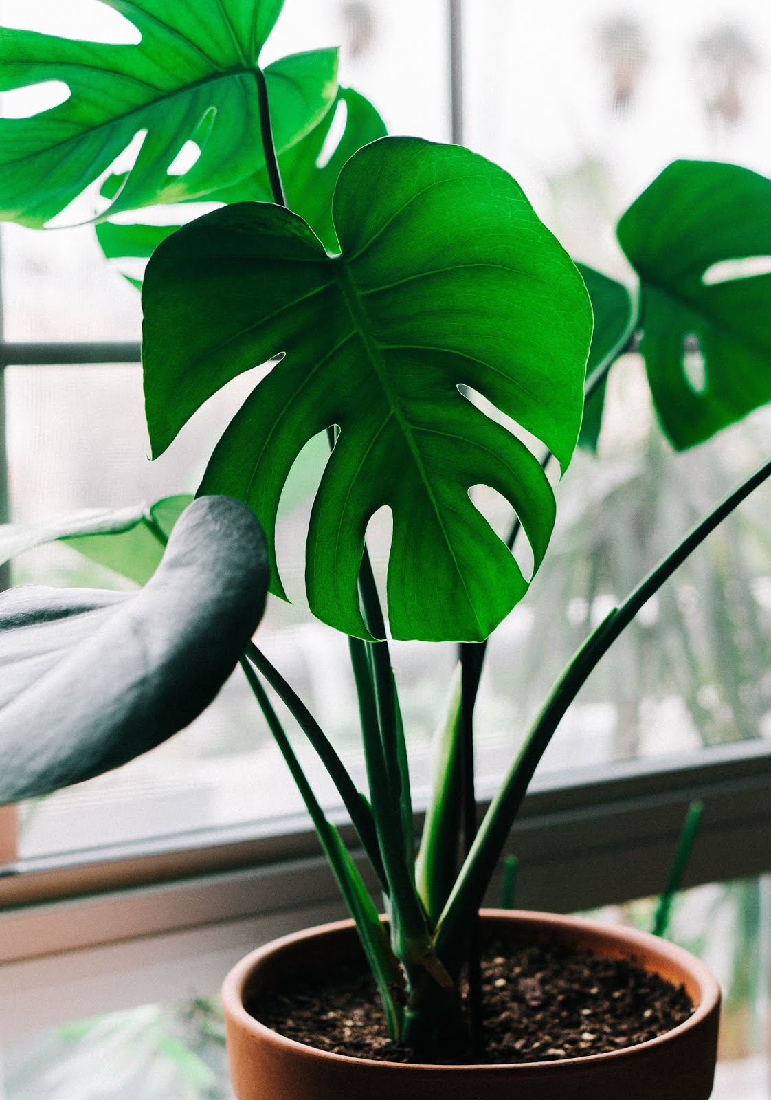 Download Plantas De Instagram La Monstera For iPhone Free Wallpaper Plantas De Instagram La Monstera For Android Free