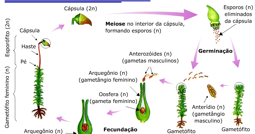 Ciclo reproductivo en briófitas Botánica integra Ciclo reproductivo en briófitas Botánica integra