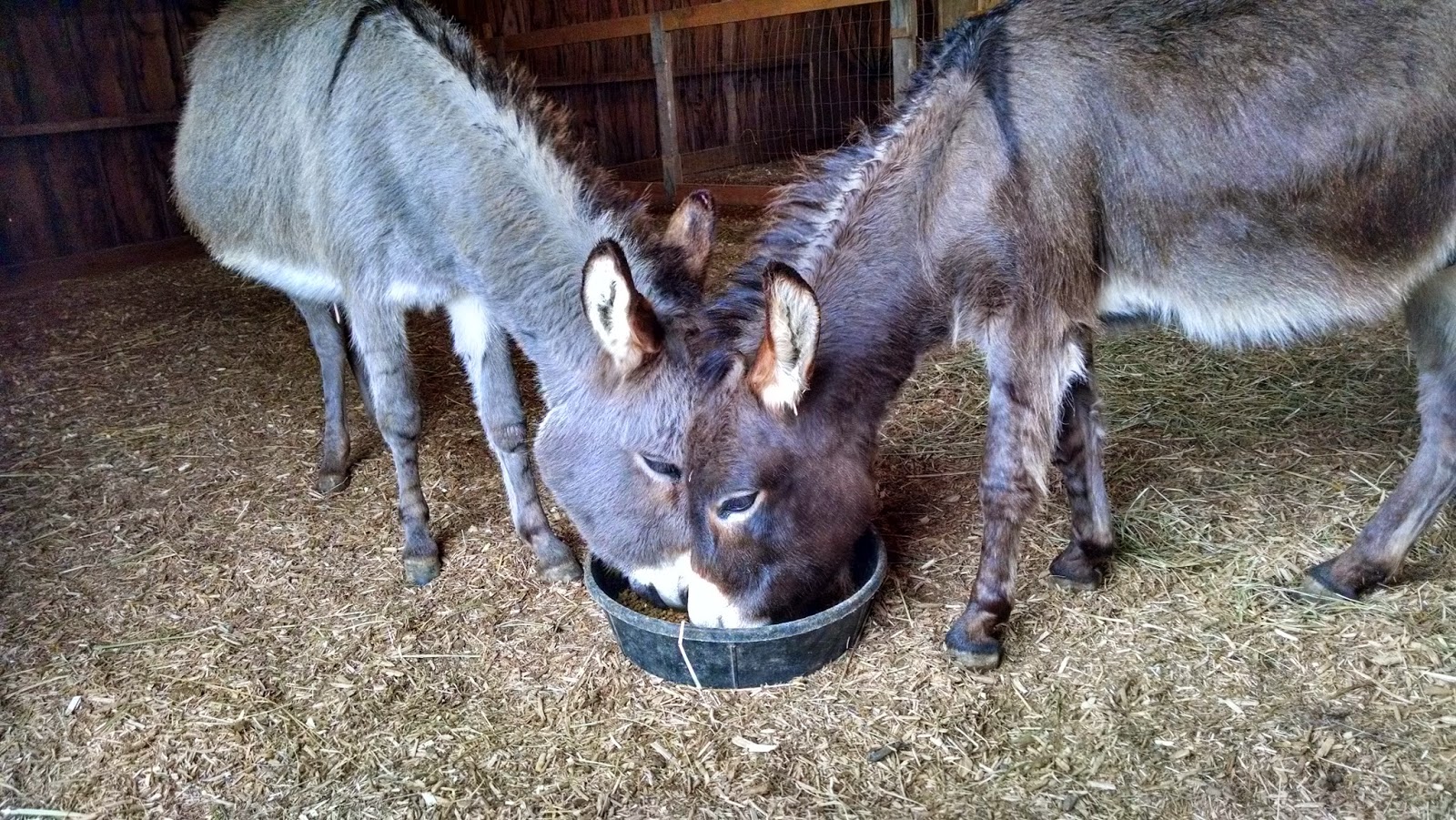 Our Tiny Farm in Western NC Pictures of Our MiniDonkeys