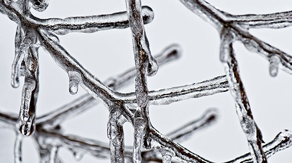 Tree injury from ice and snow weight