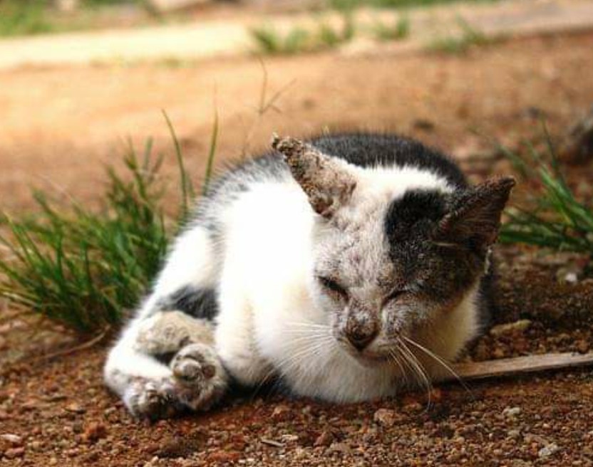 3 Cara Mengobati Kucing Cacingan Parah Paling Ampuh - HoBinatang