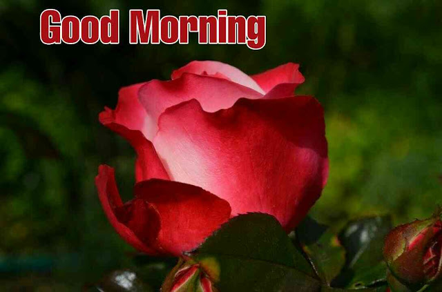 Good morning images with rose flower