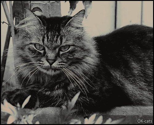 Art cat GIF • Cinemagraph • Tired cat is tired • “I'm not falling asleep, just resting my poor eyes...” Art cat GIF • Cinemagraph • Tired cat is tired • “I'm not falling asleep, just resting my poor eyes...”