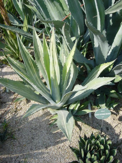 Agave americana 'Striata'