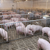 Tips and Guide On How to Start a Piggery Business In The Philippines?