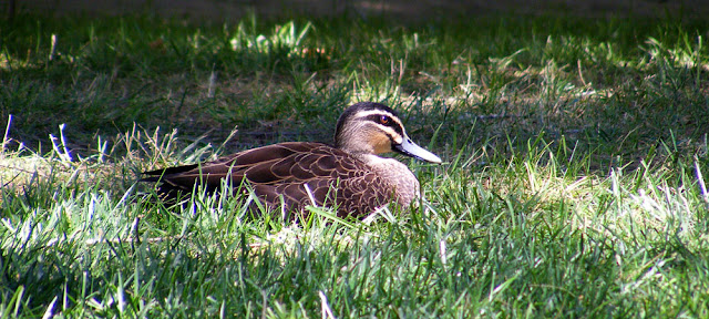 Pacific Black Duck Anas superciliosa. Cotter Dam near Canberra, Australia. Photographed by Susan Walter. Tour the Loire Valley with a classic car and a private guide.