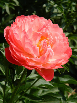  Paeonia suffruticosa Coral Sunset peony by garden muses-not another Toronto gardening blog