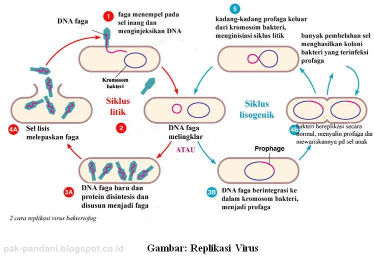 Ke bakteri tahap saat sel adalah virus pada dna masuk dalam Virus (Materi