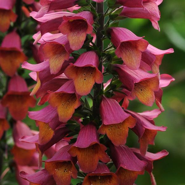 UK Gardening Digitalis Foxlight Rose Ivory