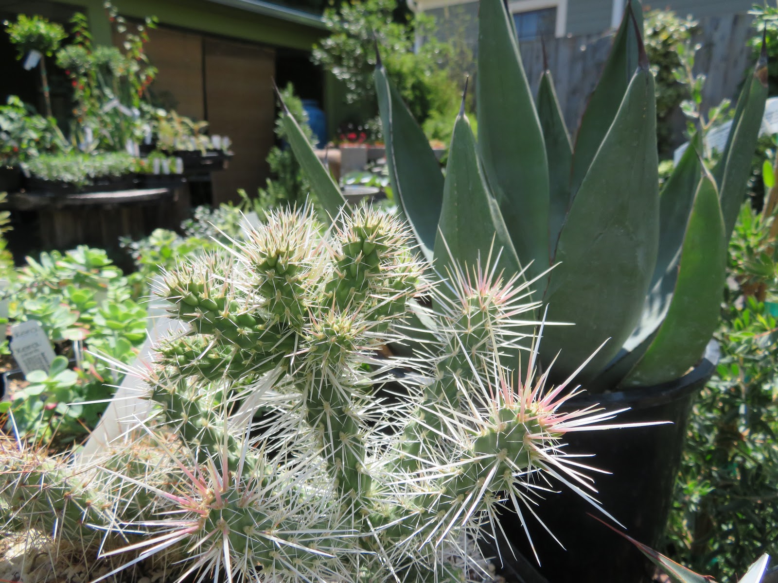 Aromatic Adventures Experimenting With Myrtle Myrtus Communis