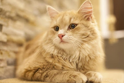 Kucing Tiffanie Kucing Tiffany