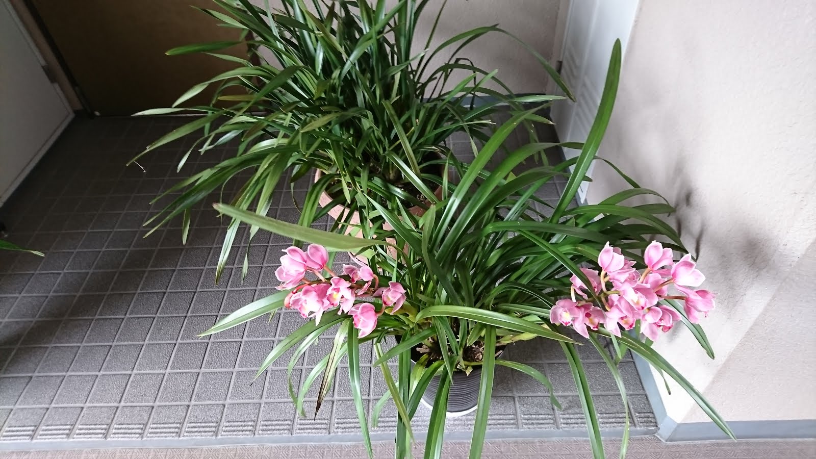 八木東一のブログ 今日 ４月２４日 朝 マンションを出るときみたらランの花の鉢が玄関に置かれていた