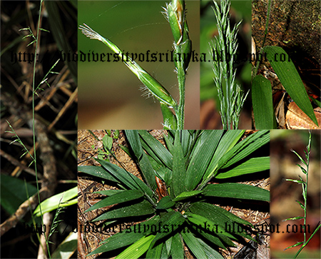 Biodiversity of Sri Lanka Lophatherum gracile