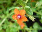 Anagallis arvensis