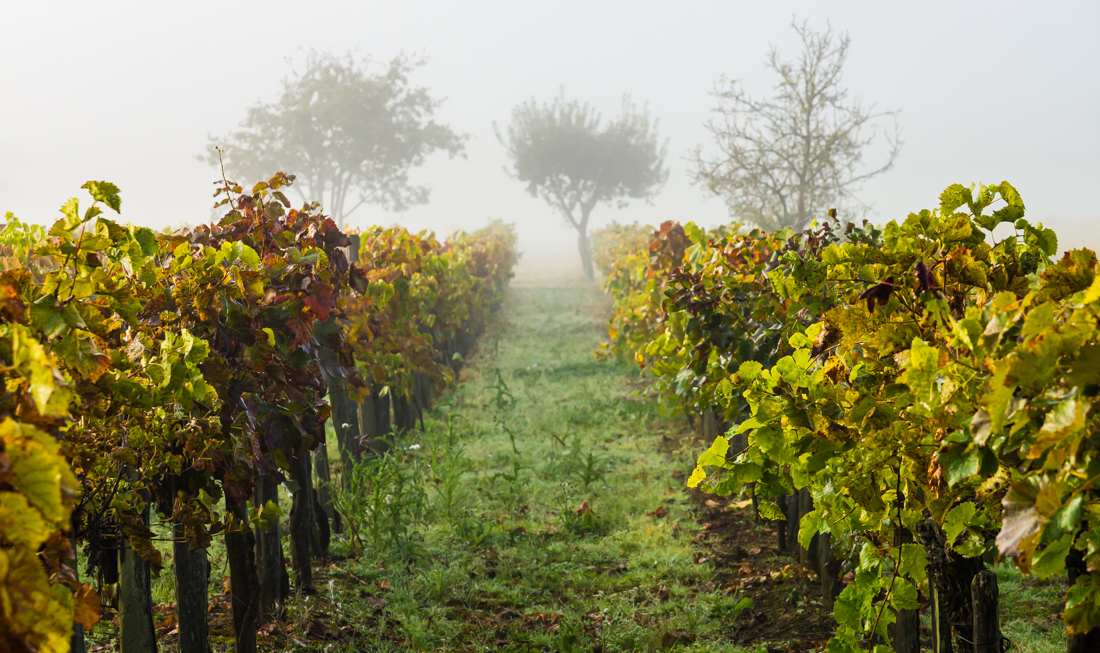Туман в долине Туман в долине