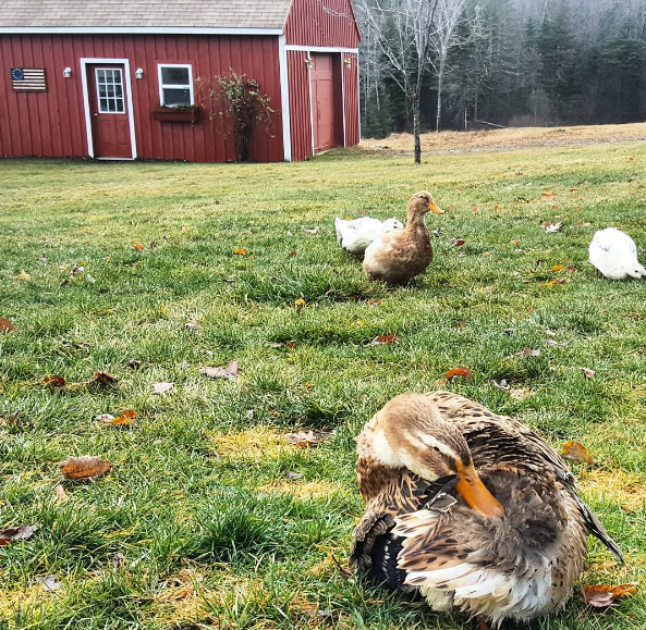 Organizer Amazon chicken coop books ChickLook