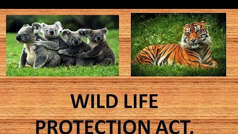 वन्य जीवन (सुरक्षा) अधिनियम 1972- Wildlife (Protection) Act 1972
