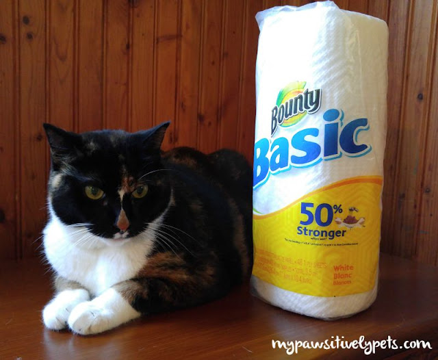 7 Clean Litter Box Tips for Cat Owners Pawsitively Pets